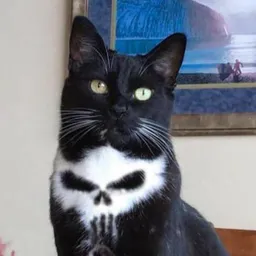 Skull Cat