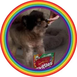 Dog Wif Skittles